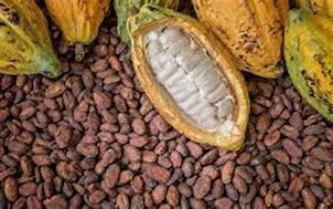 Le cacao Camerounaise au marché international
