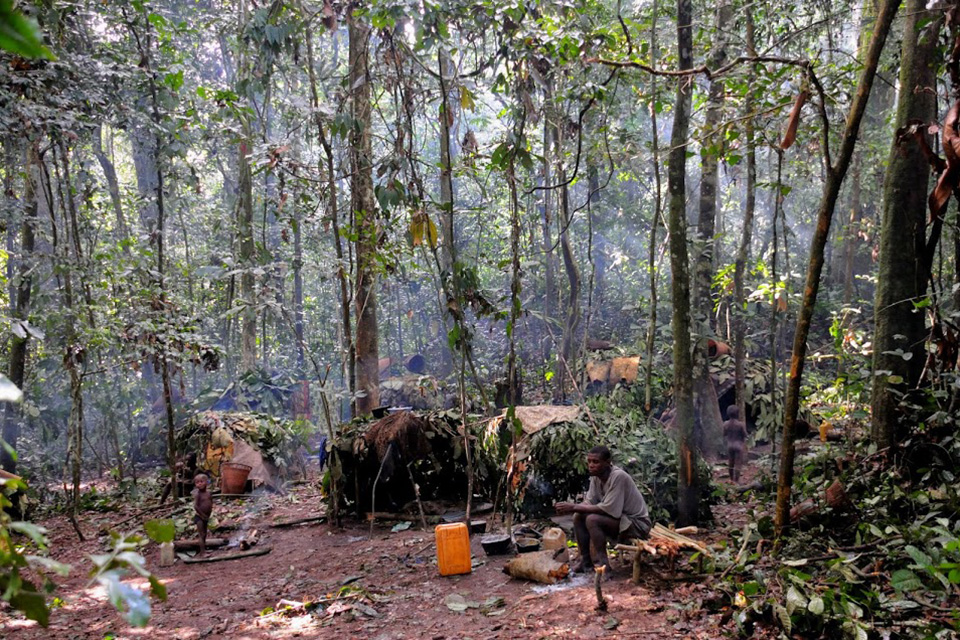 Cameroun- Lutte contre la déforestation :17 forêts communales en prévision