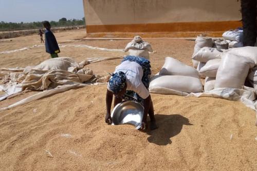 Riz : le Cameroun affine son projet de construction de huit unités de transformation avec l’appui du FIDA